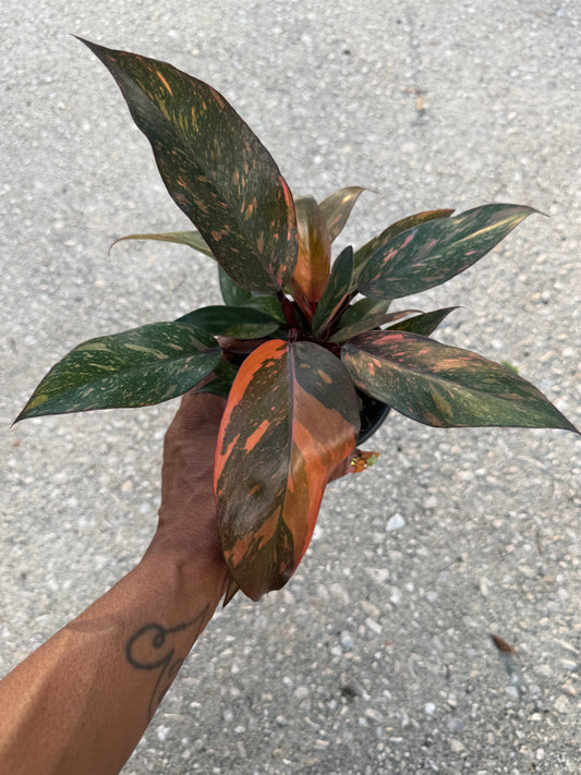 Philodendron Orange Princess Marble
