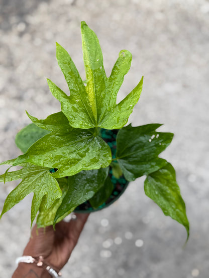 Anthurium ‘Fingers’