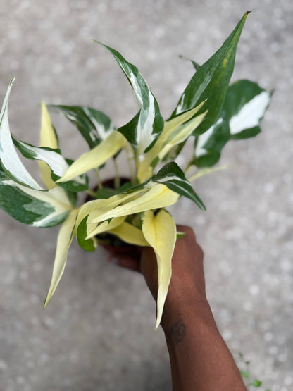 Epipremnum 'Mutant Manjula'