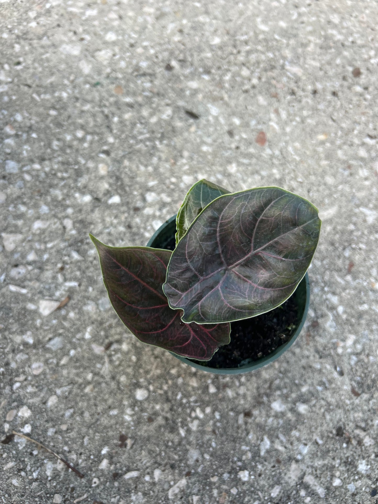 Alocasia Azlani