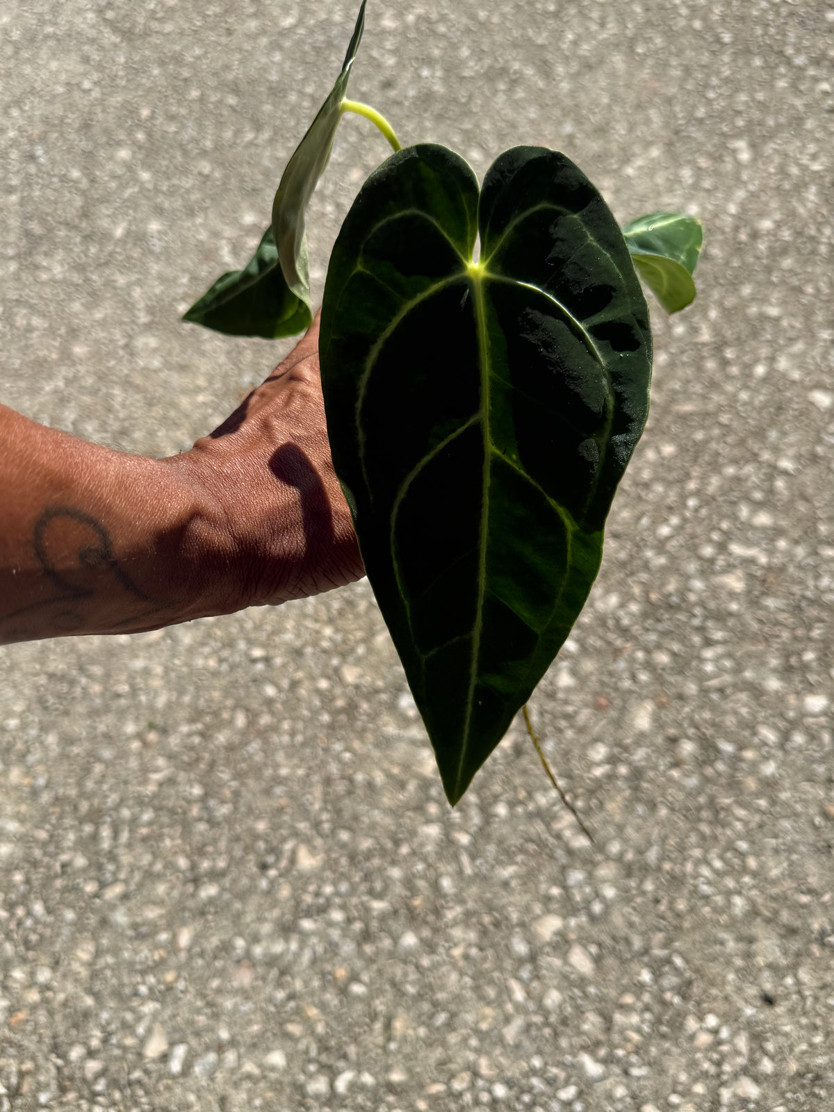 Anthurium Regale