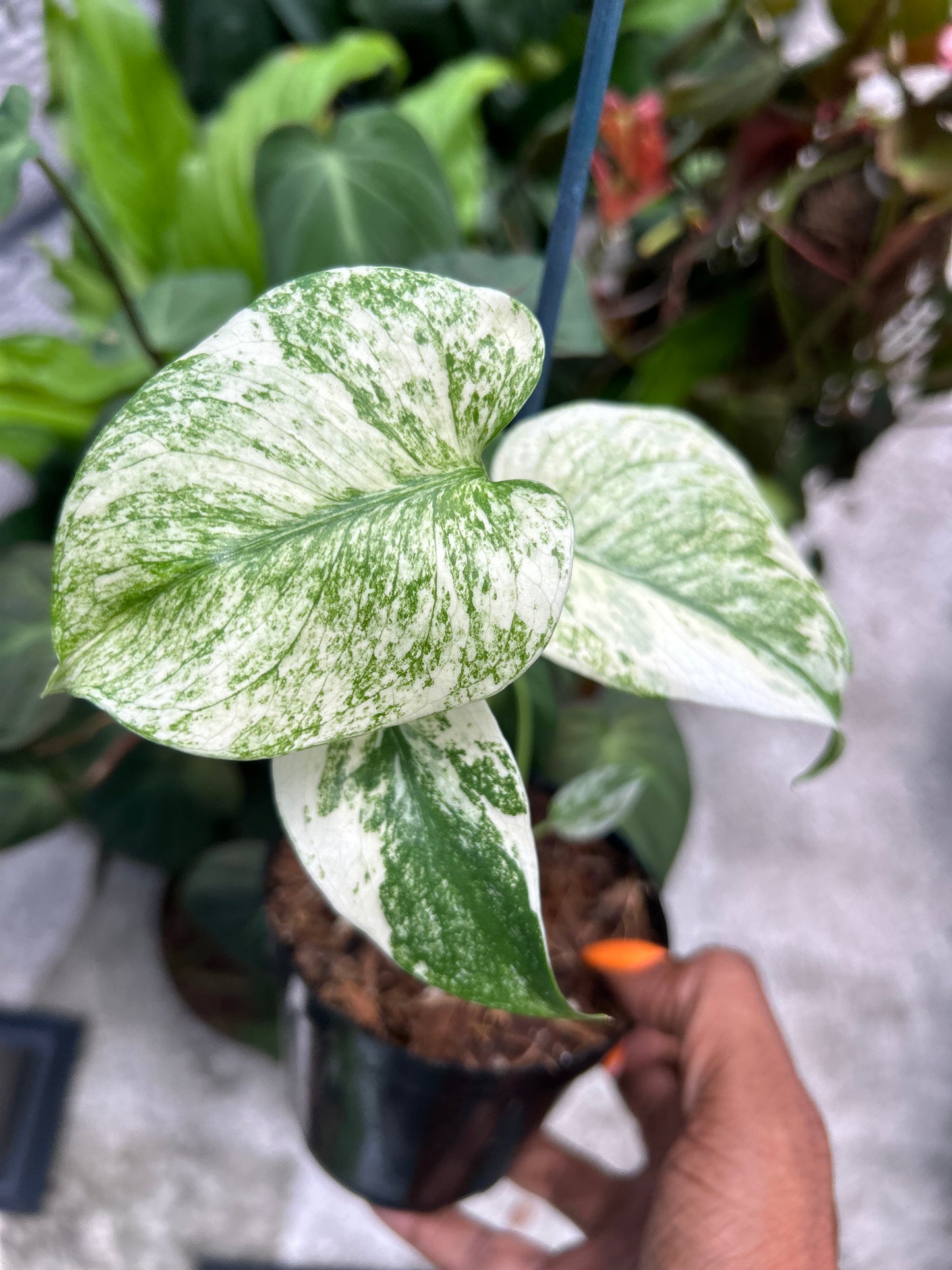 Monstera White Monster