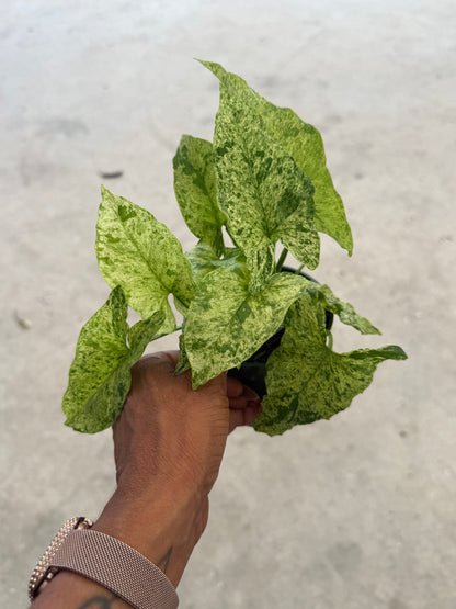 Syngonium Mottled Mojito