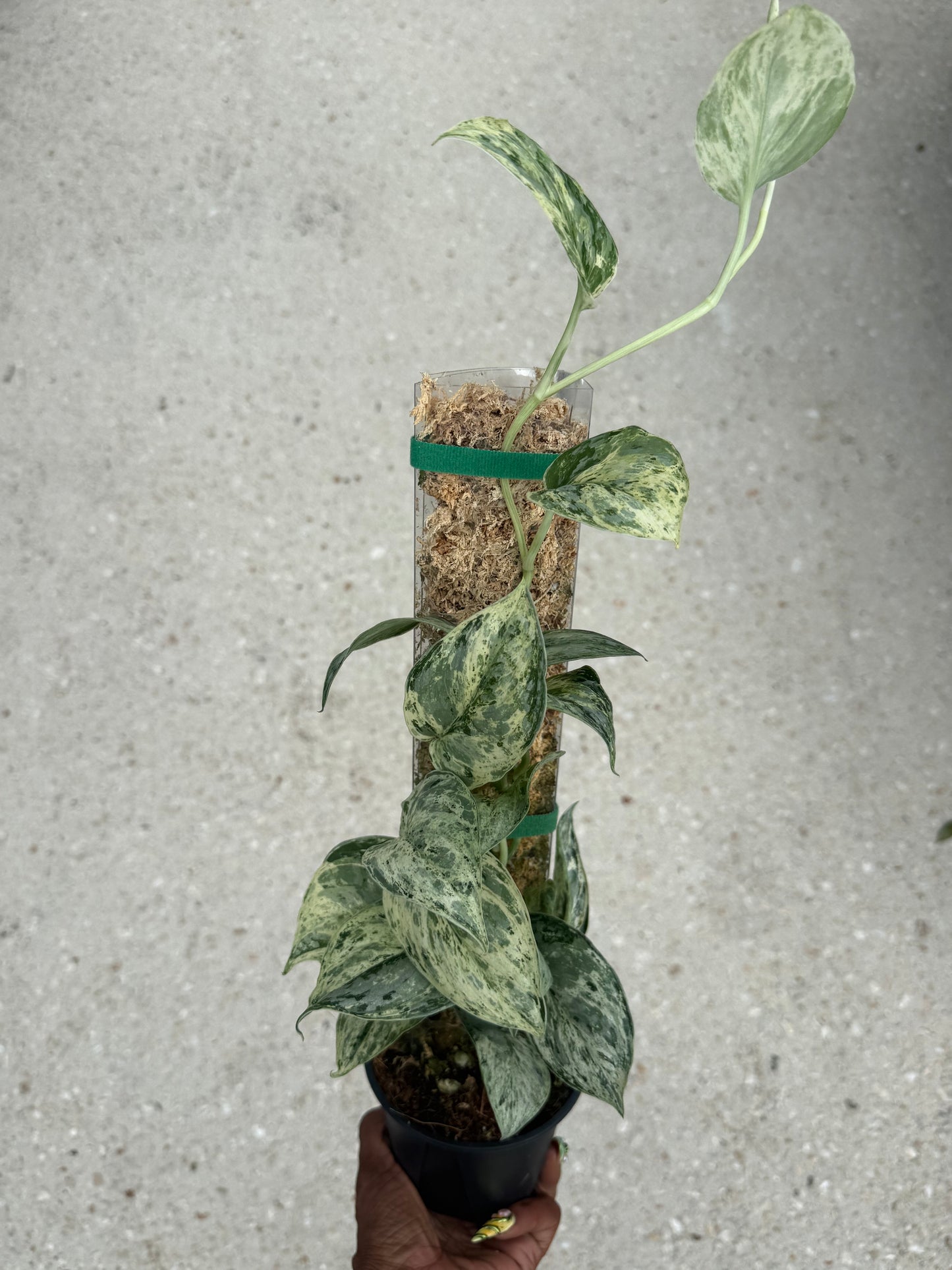 Scindapsus peasun
