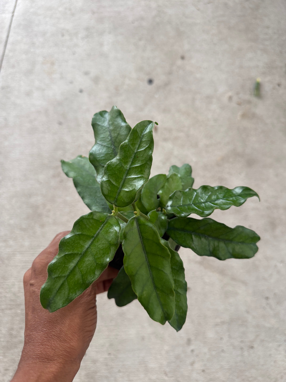 Hoya 'Villosa'