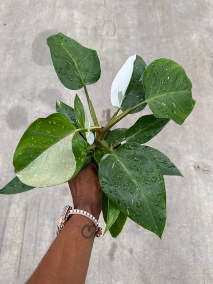 Philodendron 'White Princess'