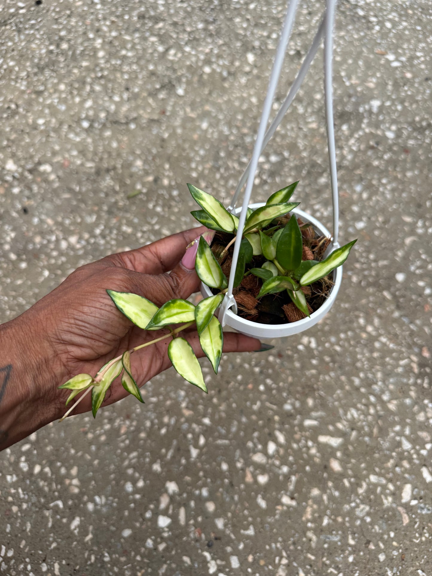 Hoya Lacunosa Variegated