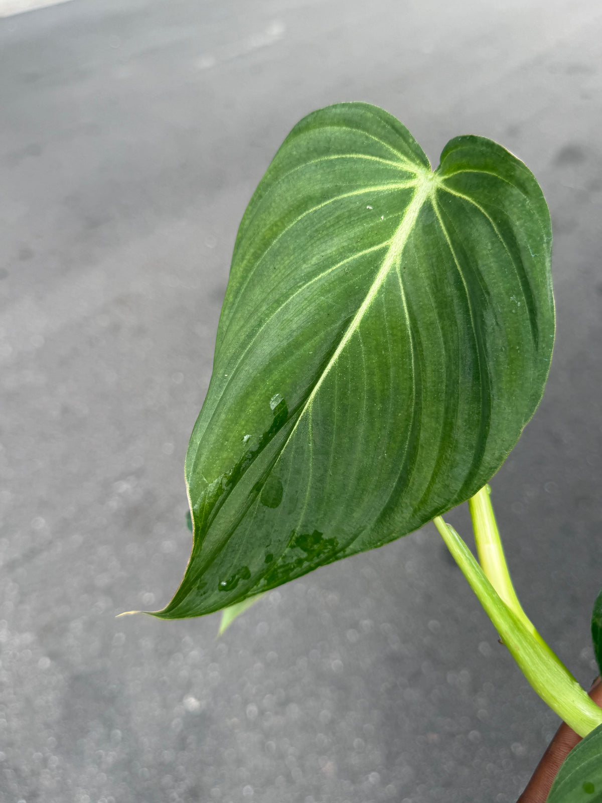 Philodendron Glorious