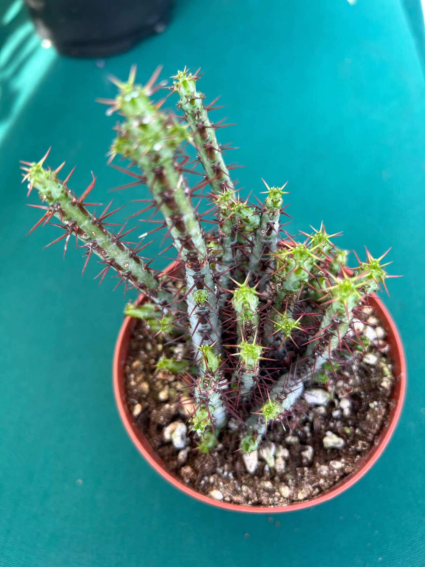 Euphorbia Aeroginosa