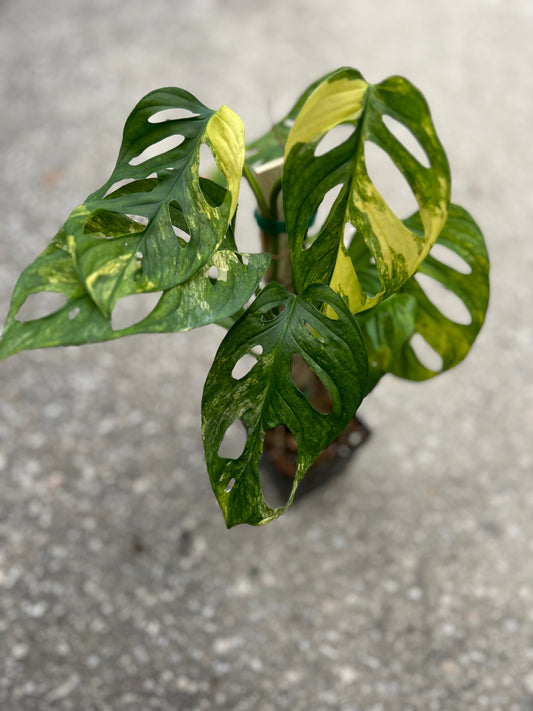 Monstera Adansonii Aurea Variegated