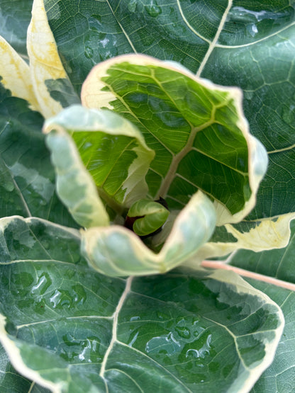 Ficus Lyrata Variegated 'Fiddle Leaf Fig'