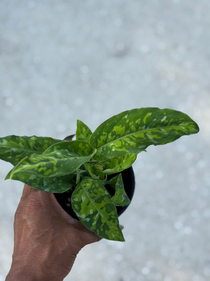 Aglaonema 'Pictum Tricolor'