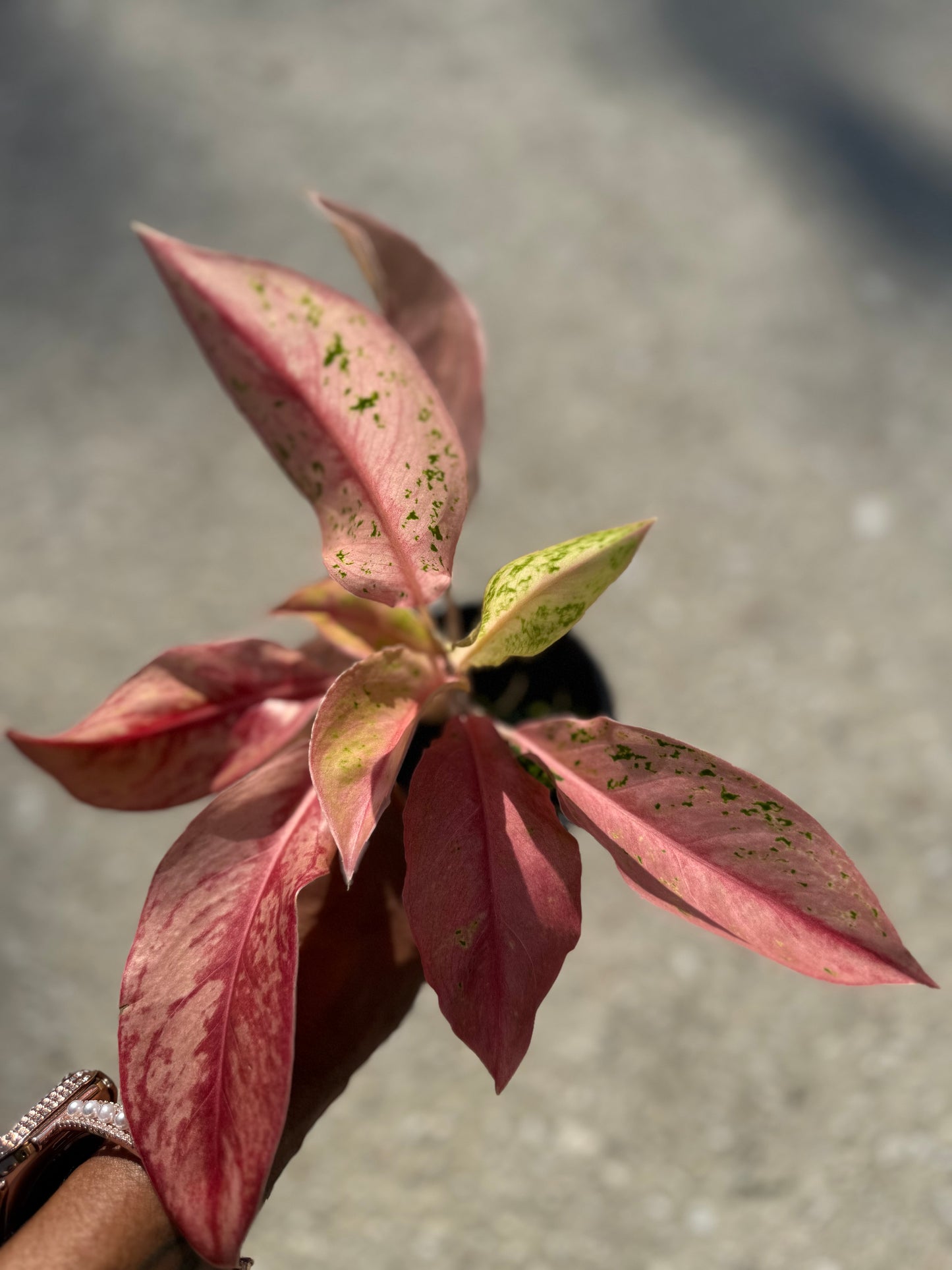 Aglaonema 'Pink Baramee'