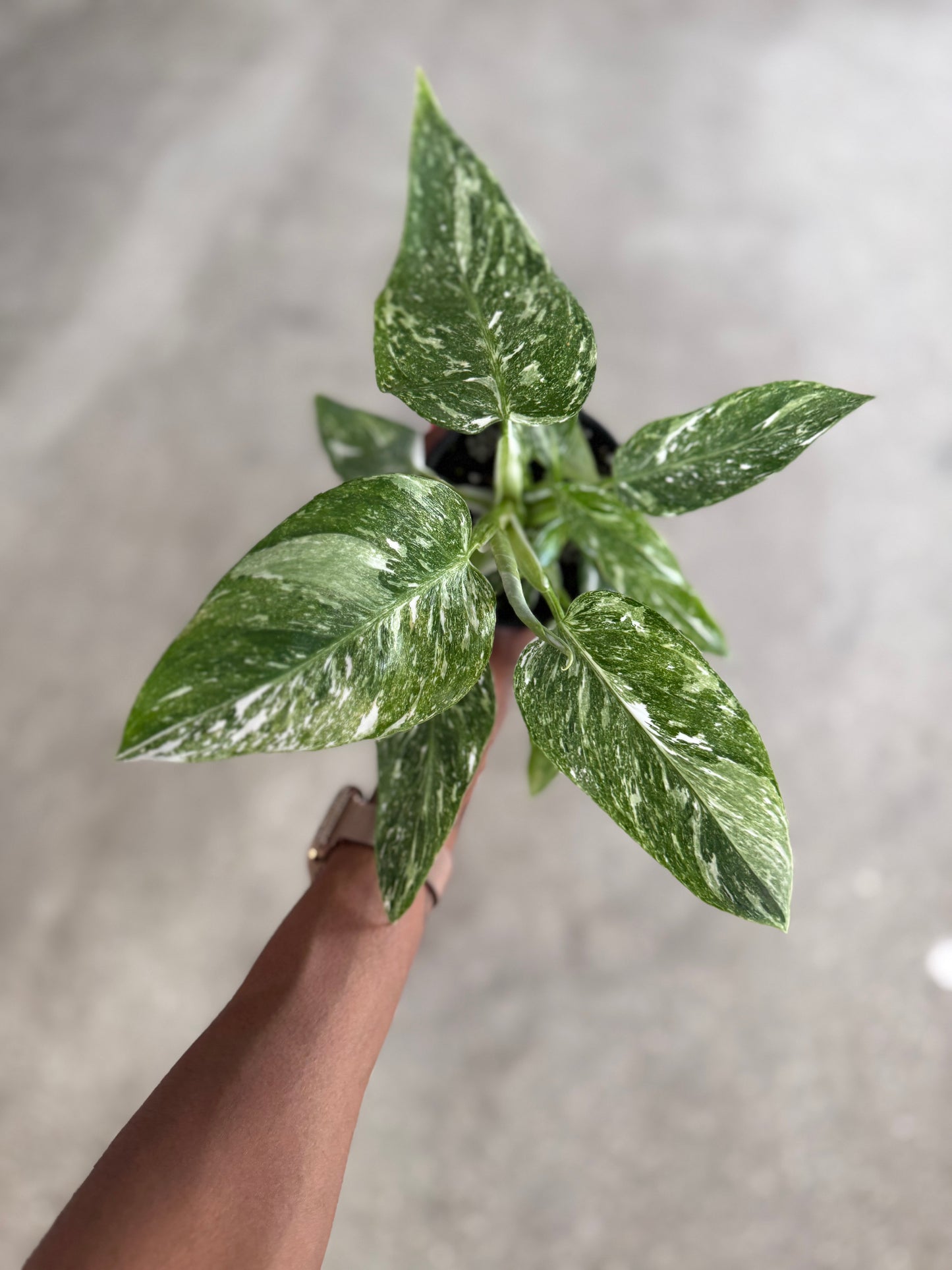 Philodendron White Princess Galaxy