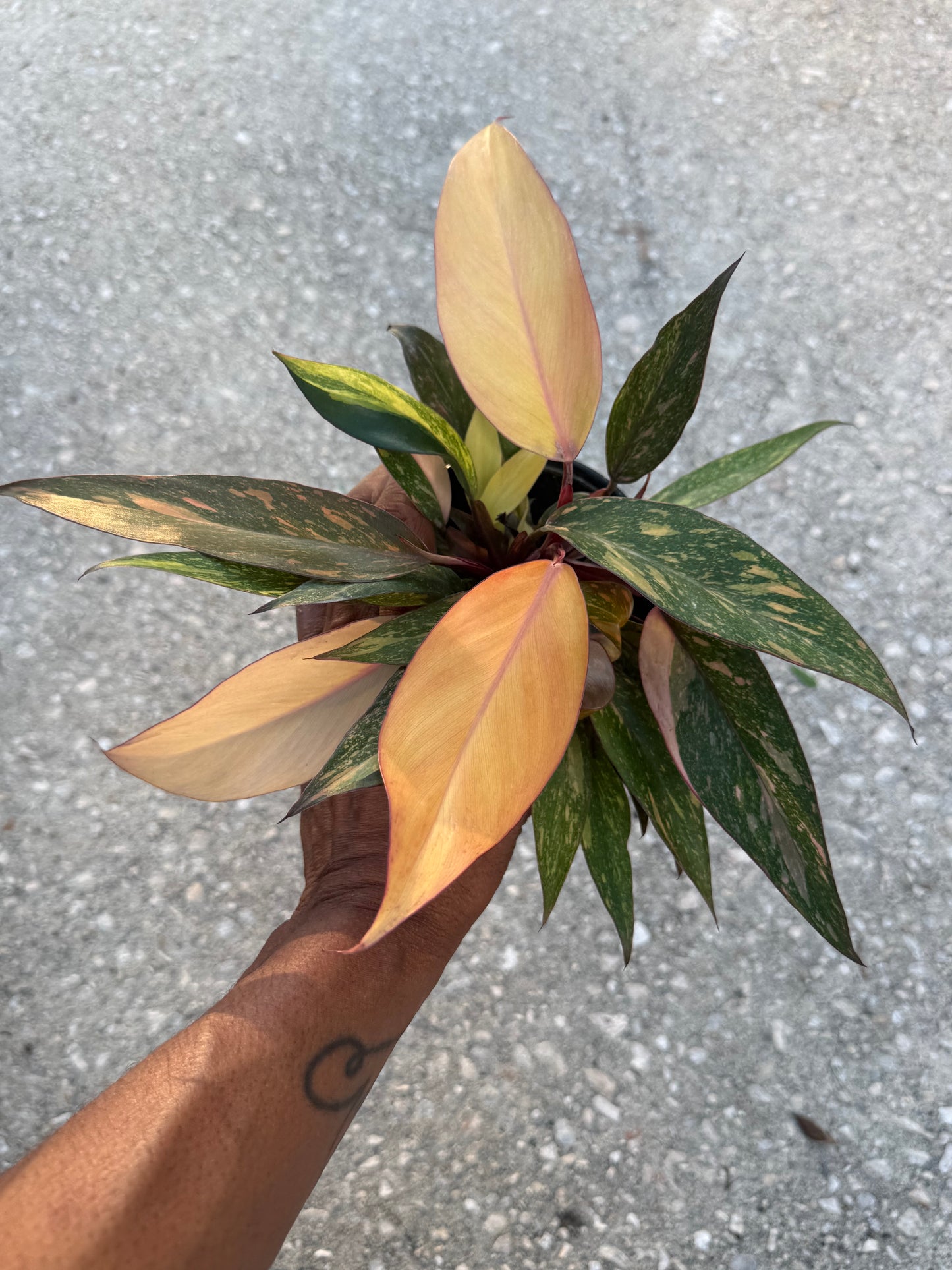 Philodendron Orange Princess Marble