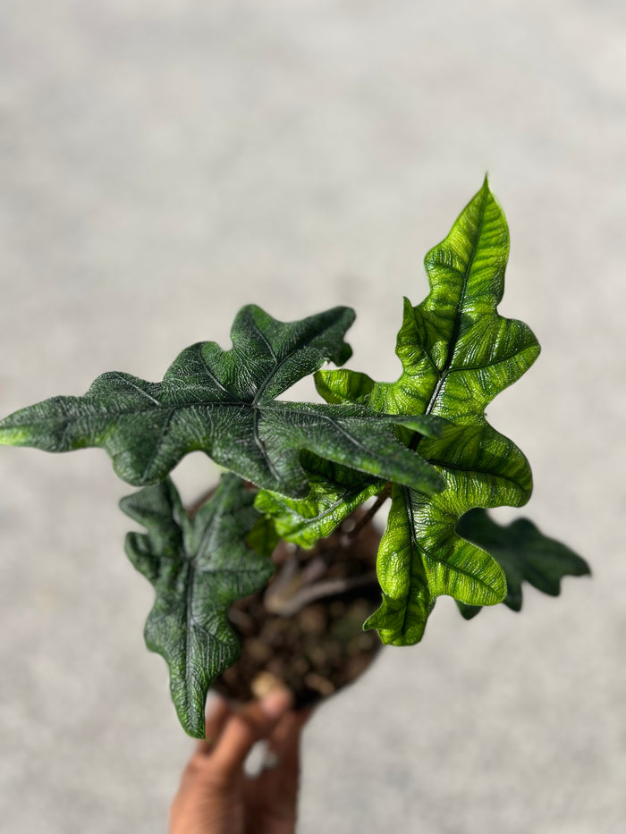 Alocasia 'Tandurusa' (Jacklyn)