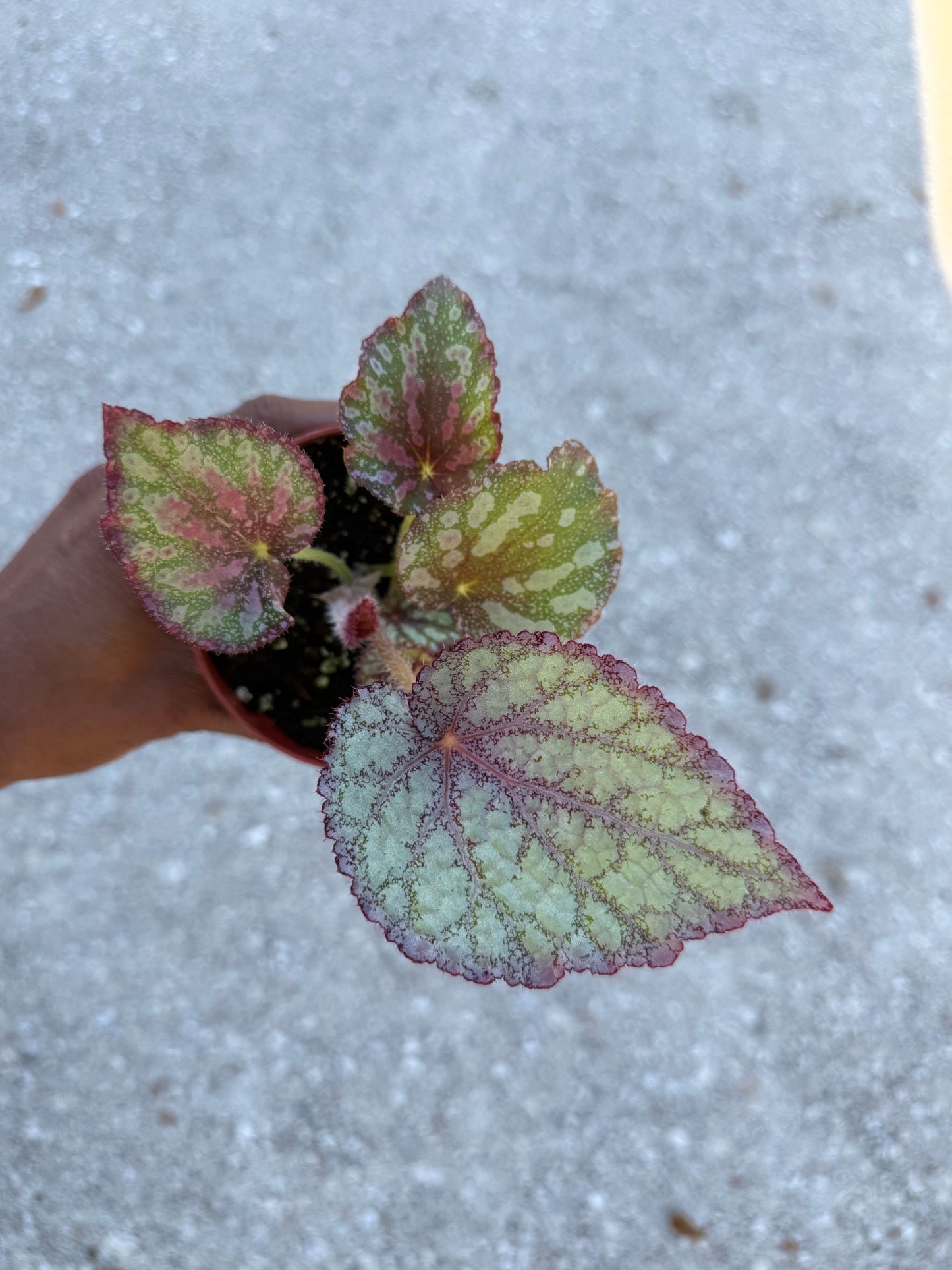 Begonia ‘Peace’