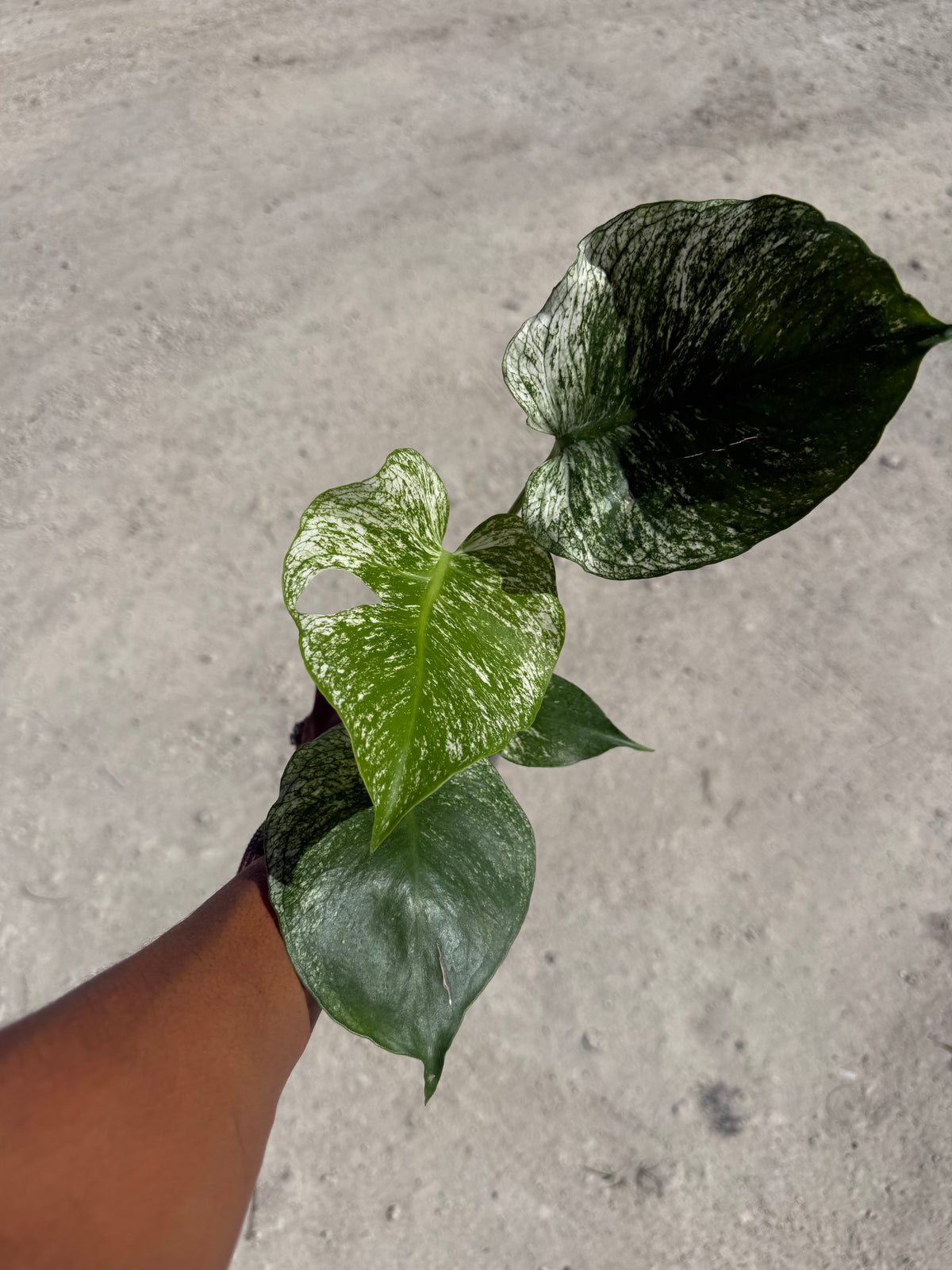 Monstera Devil Monster