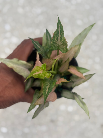 Syngonium 'Mickey'