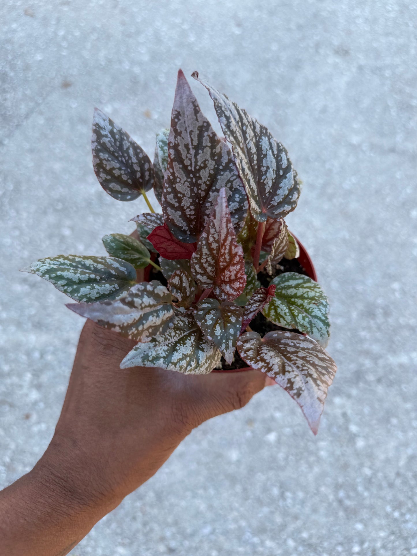 Begonia Rex ‘Jolly Silver’
