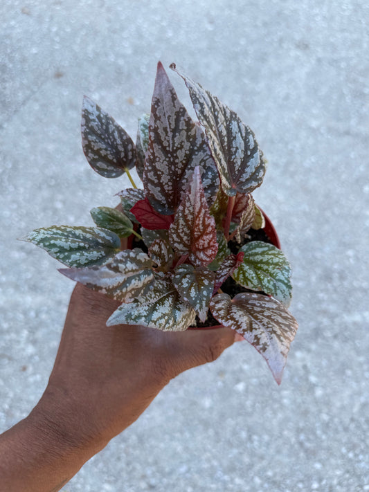 Begonia Rex ‘Jolly Silver’