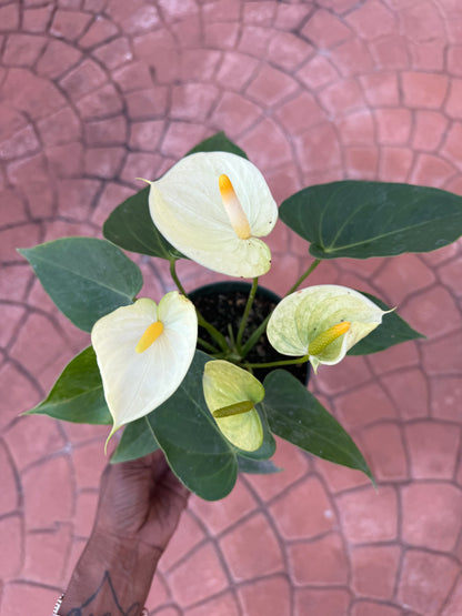 Anthurium 'Vanilla'