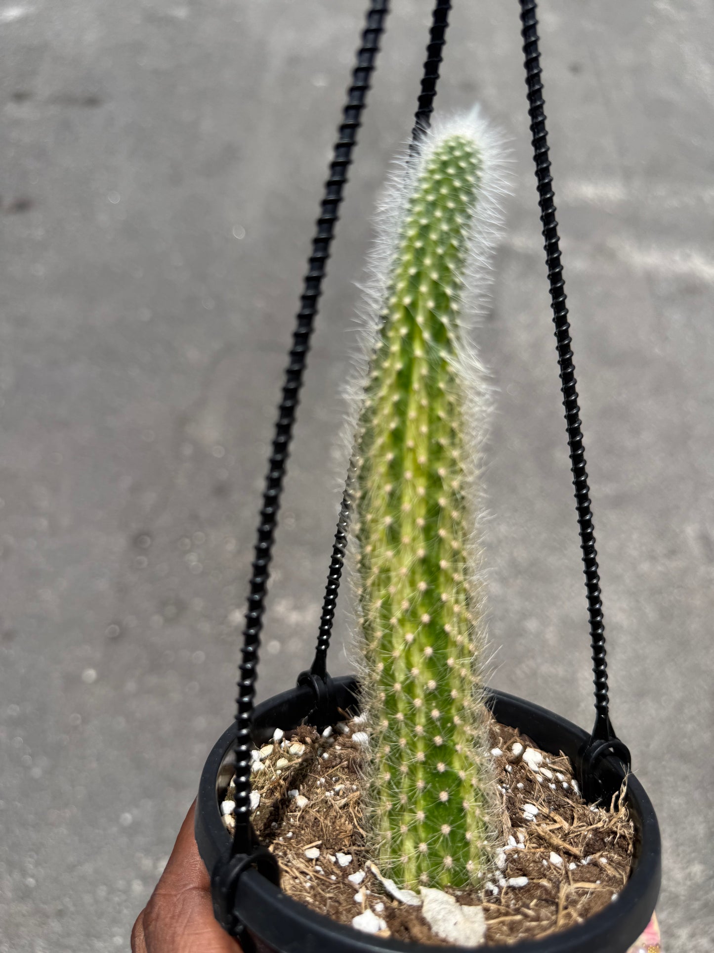 Variegated Monkey Tail