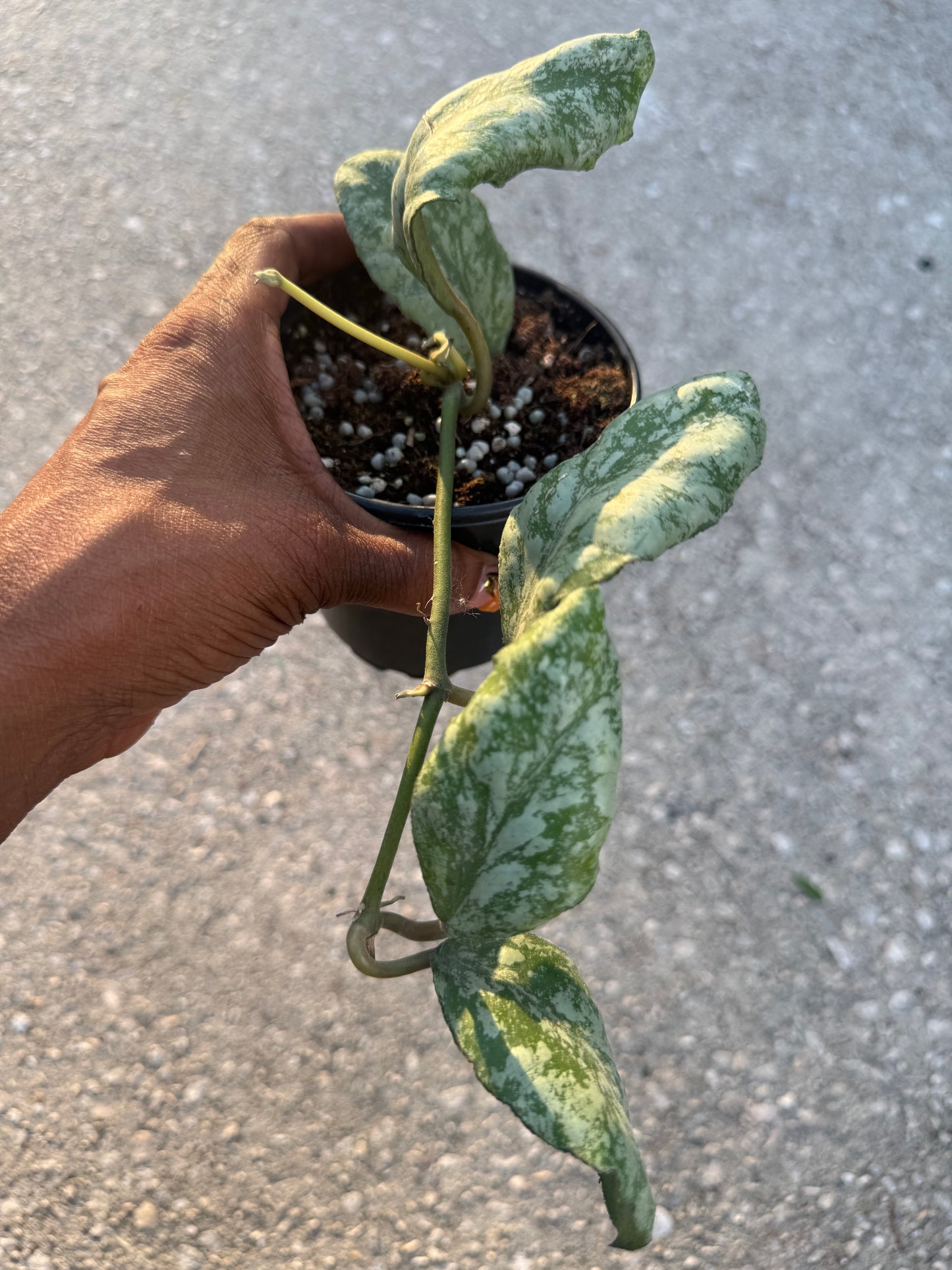 Hoya waymaniae cold sky