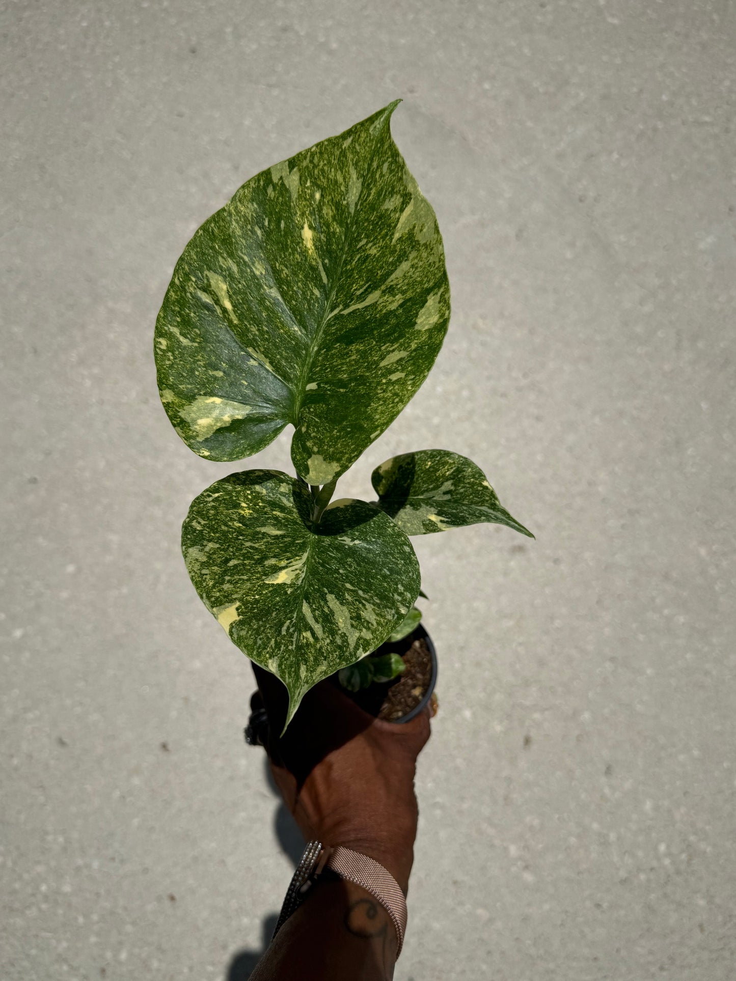 Monstera Legacy