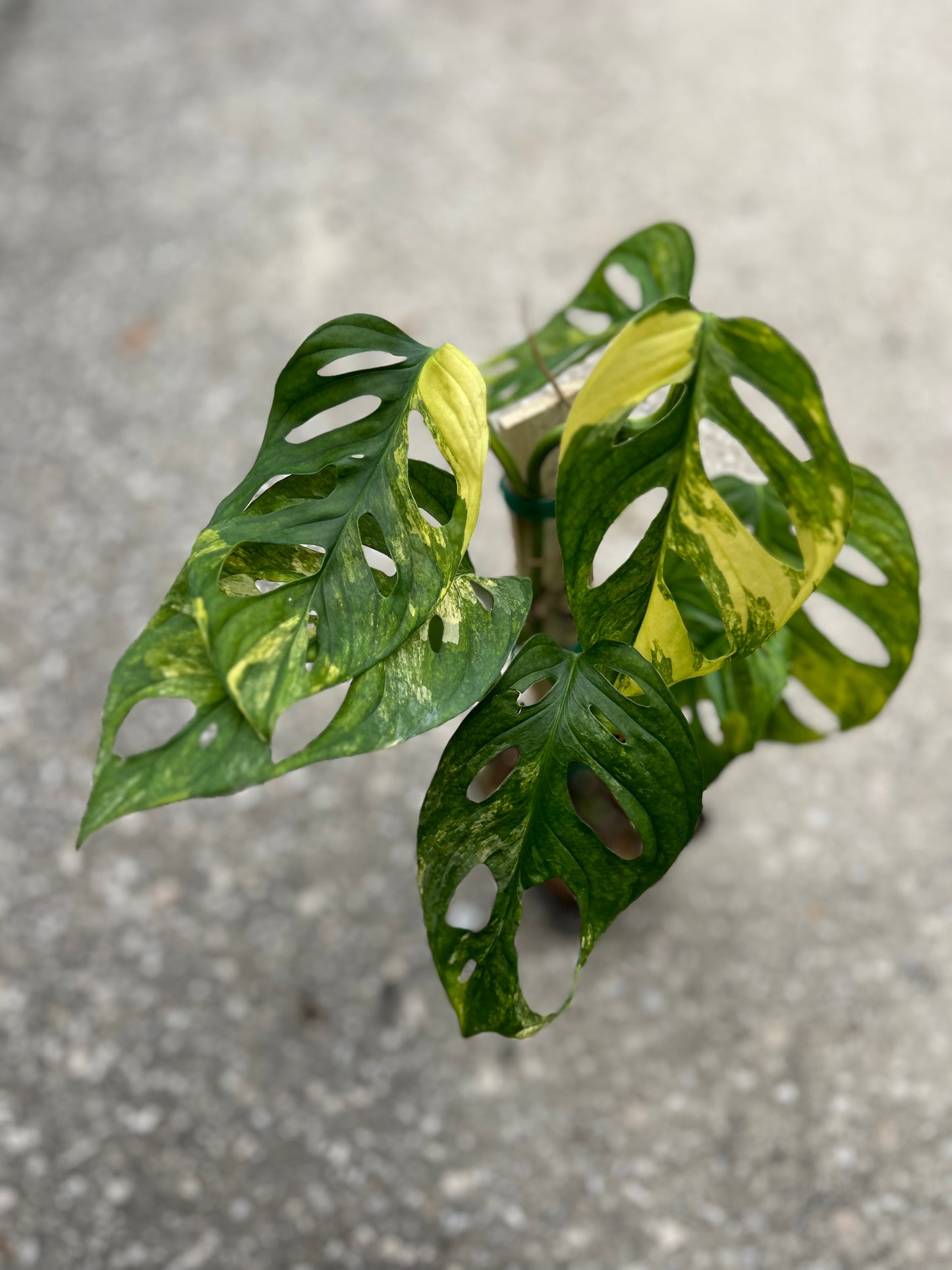 Monstera Adansonii Aurea Variegated