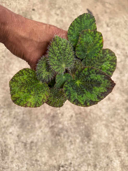 Begonia longicilata sizemoreae