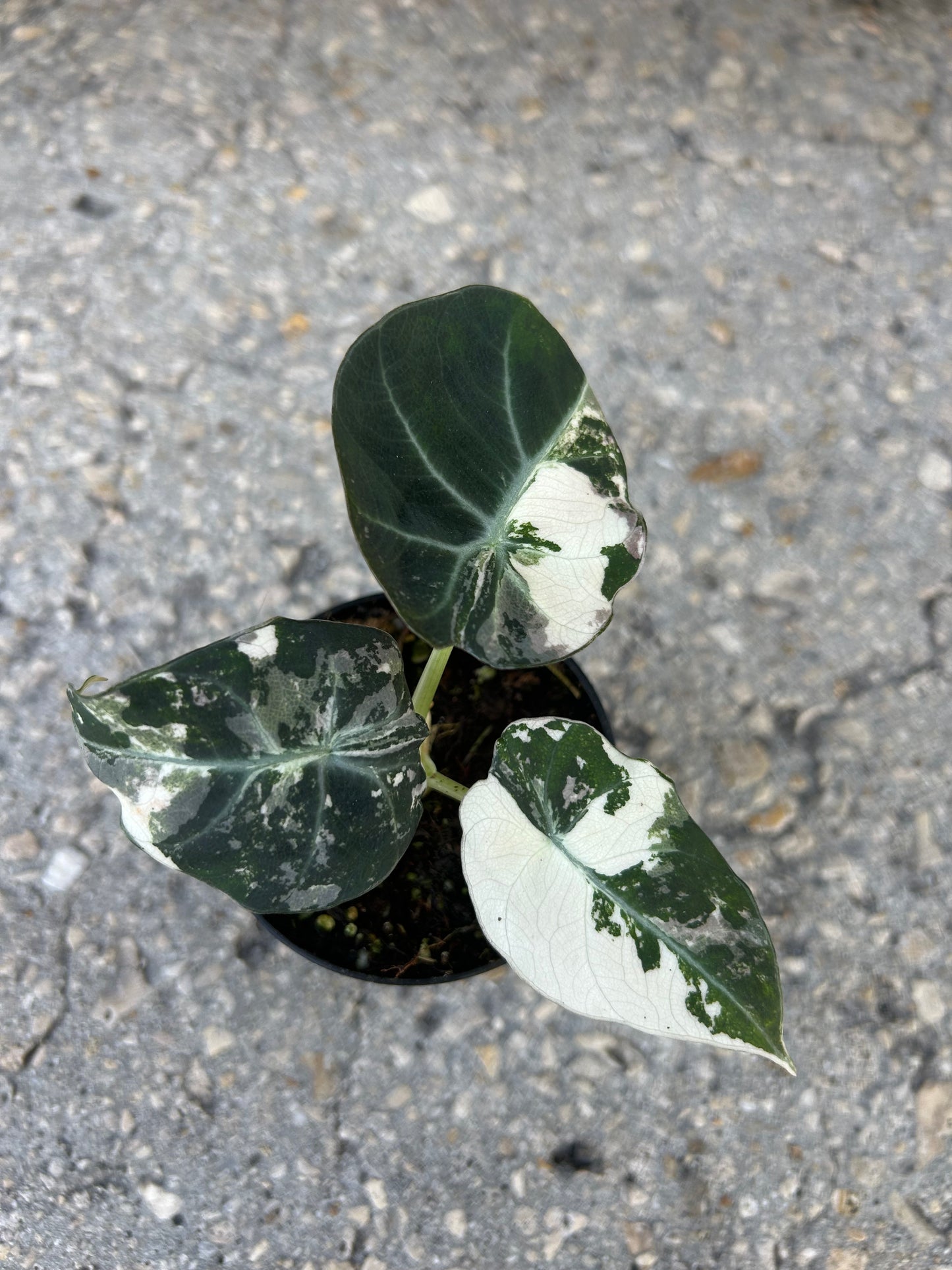 Alocasia Black Velvet Variegated “pink”