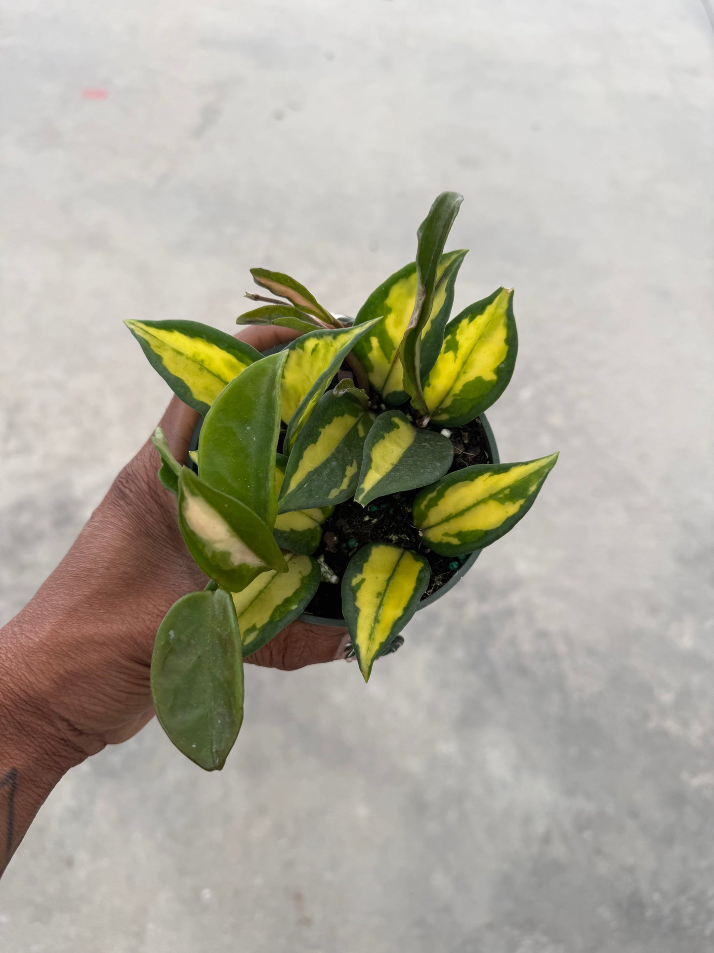 Hoya Carnosa Exotica