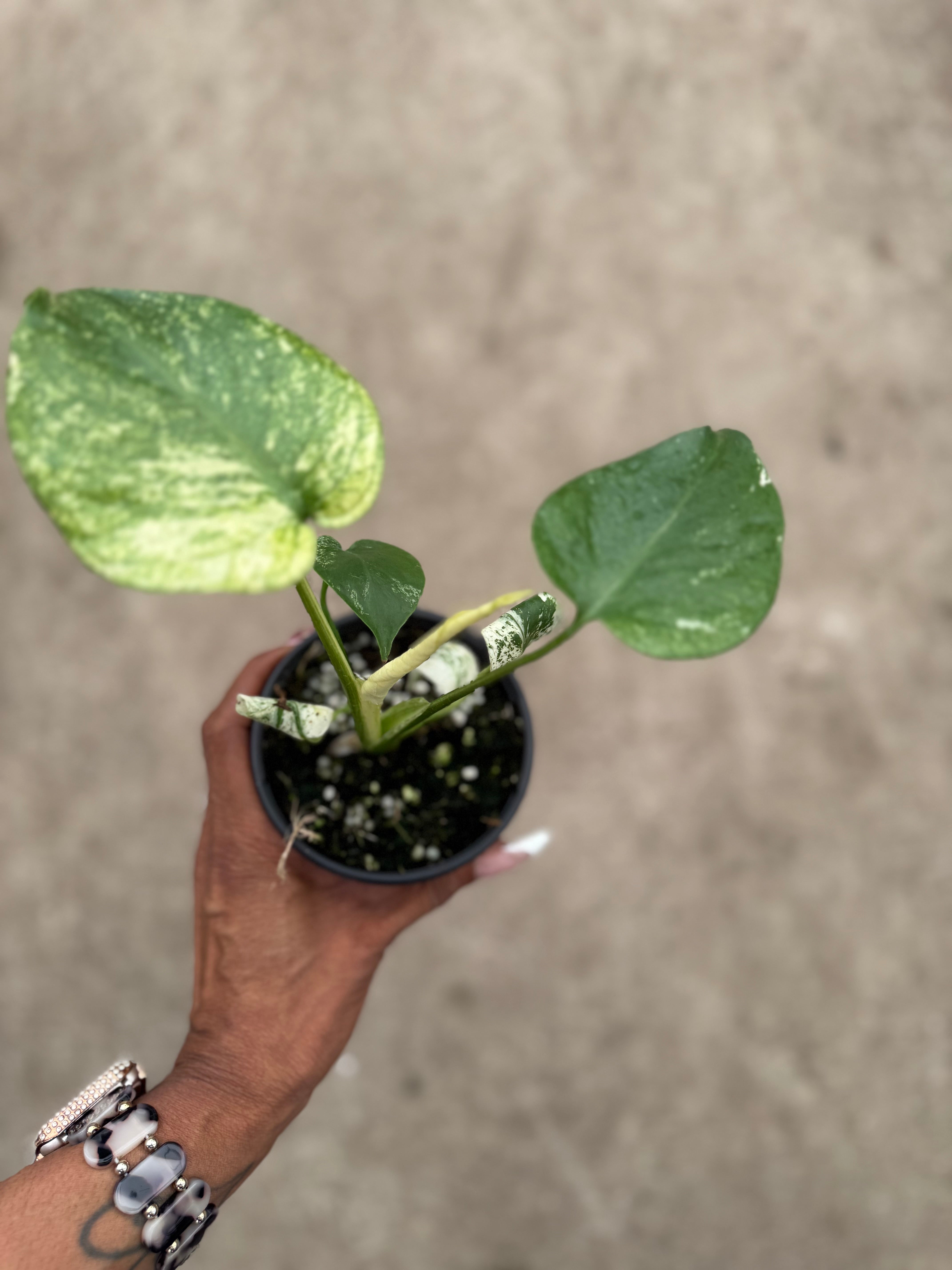 Monstera White Monster – Prop & Grow Plant Shop