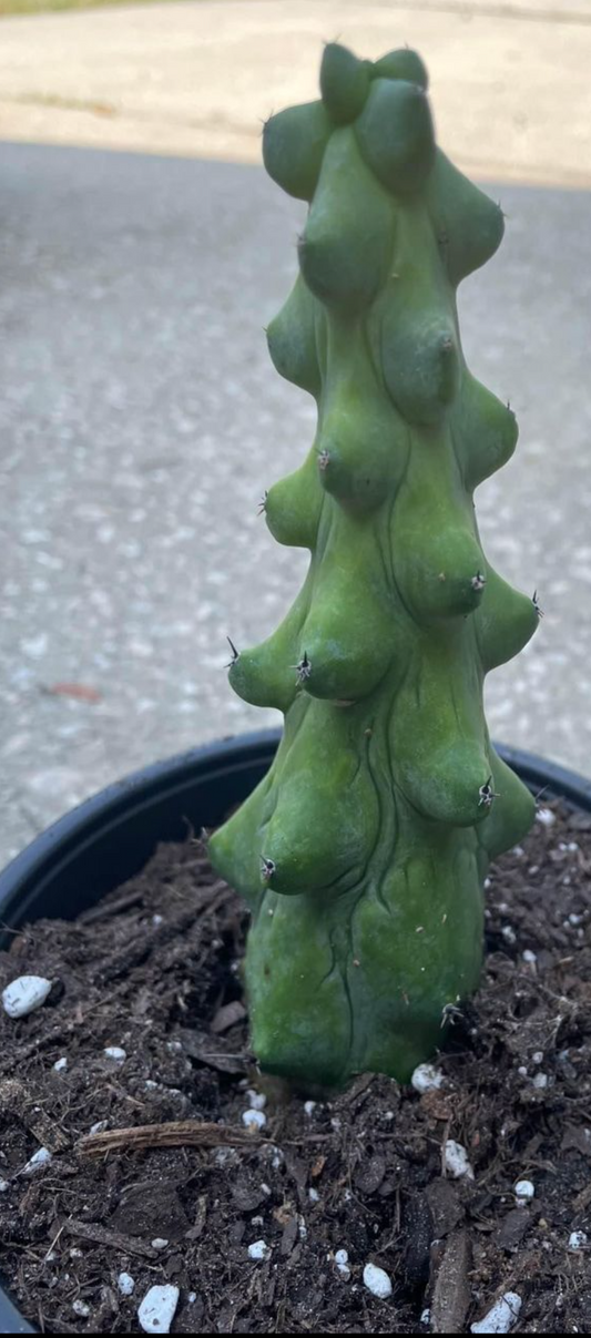 Myrtillocactus Geometrizans Fukurokuryuzinboku "Boobie Cactus"