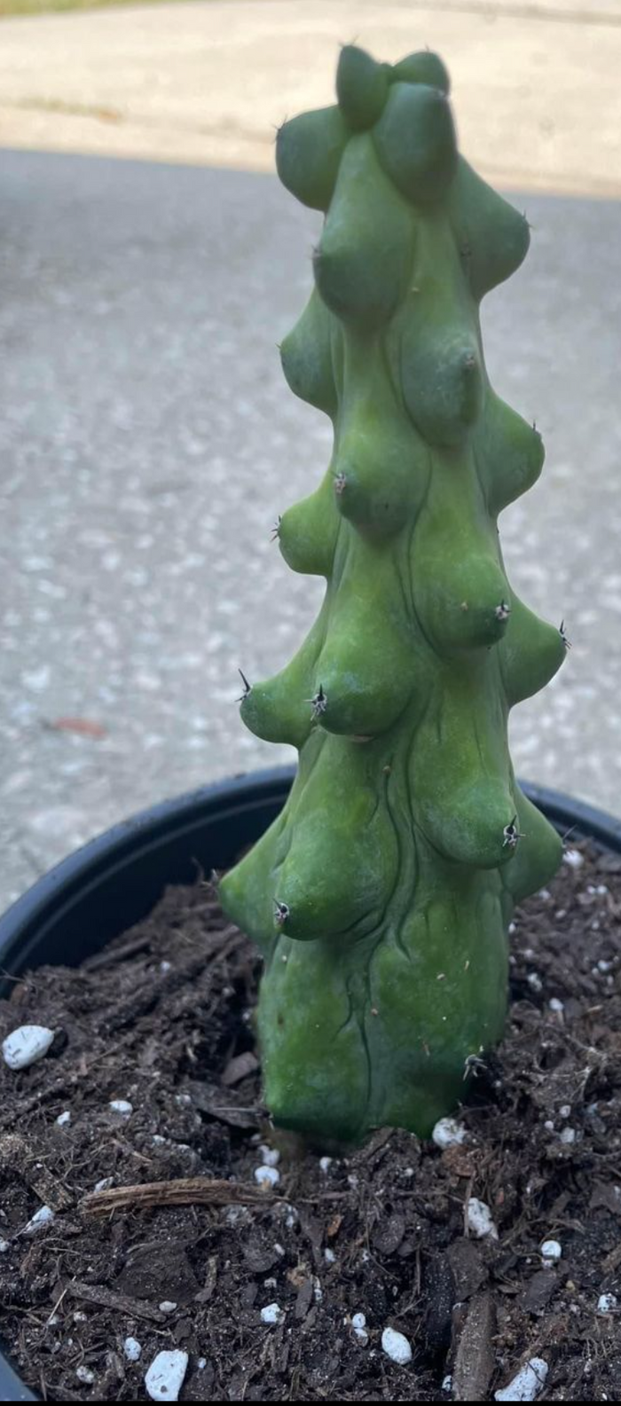 Myrtillocactus Geometrizans Fukurokuryuzinboku 'Boobie Cactus'