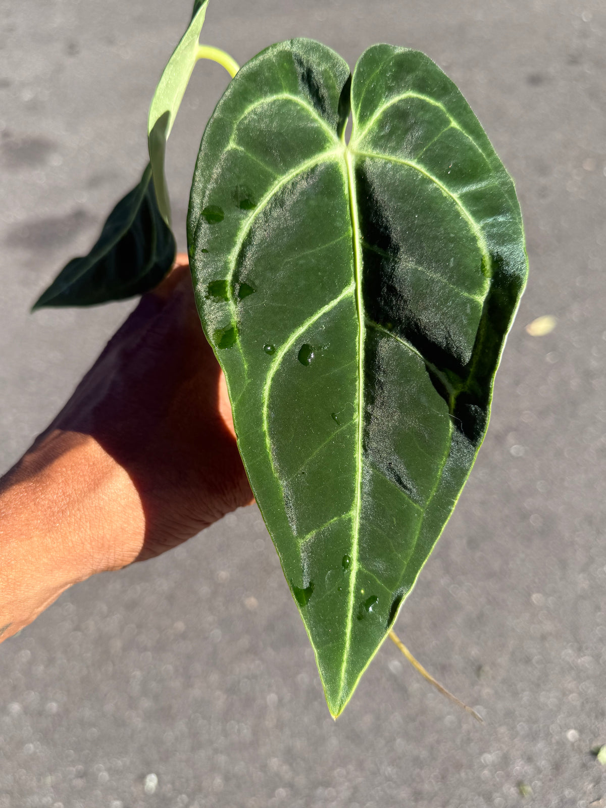 Anthurium Regale