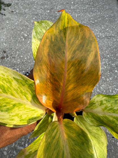 Philodendron 'Orange Marmalade'