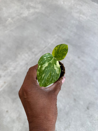 Monstera Electrolyte