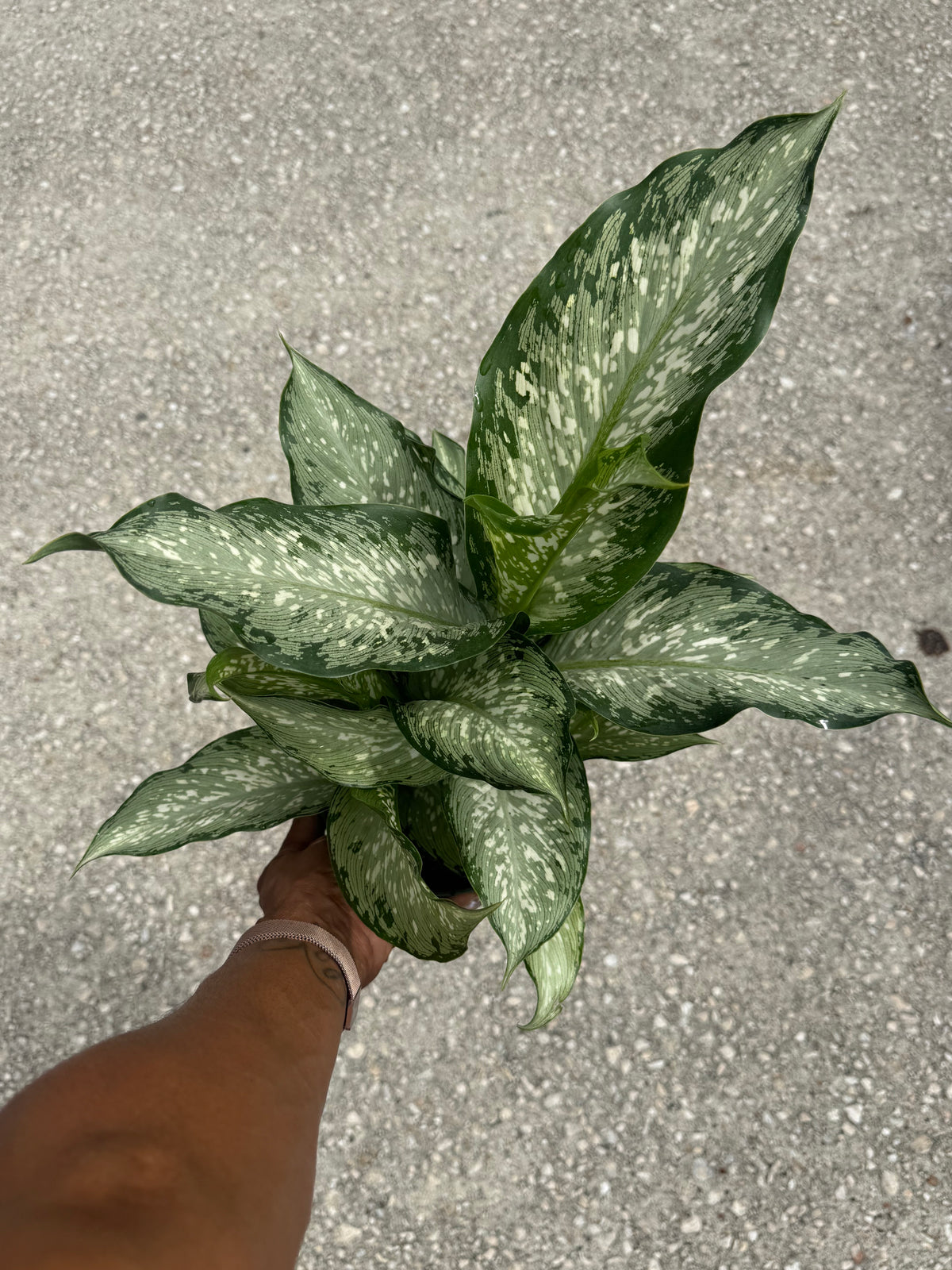 Dieffenbachia Tiki