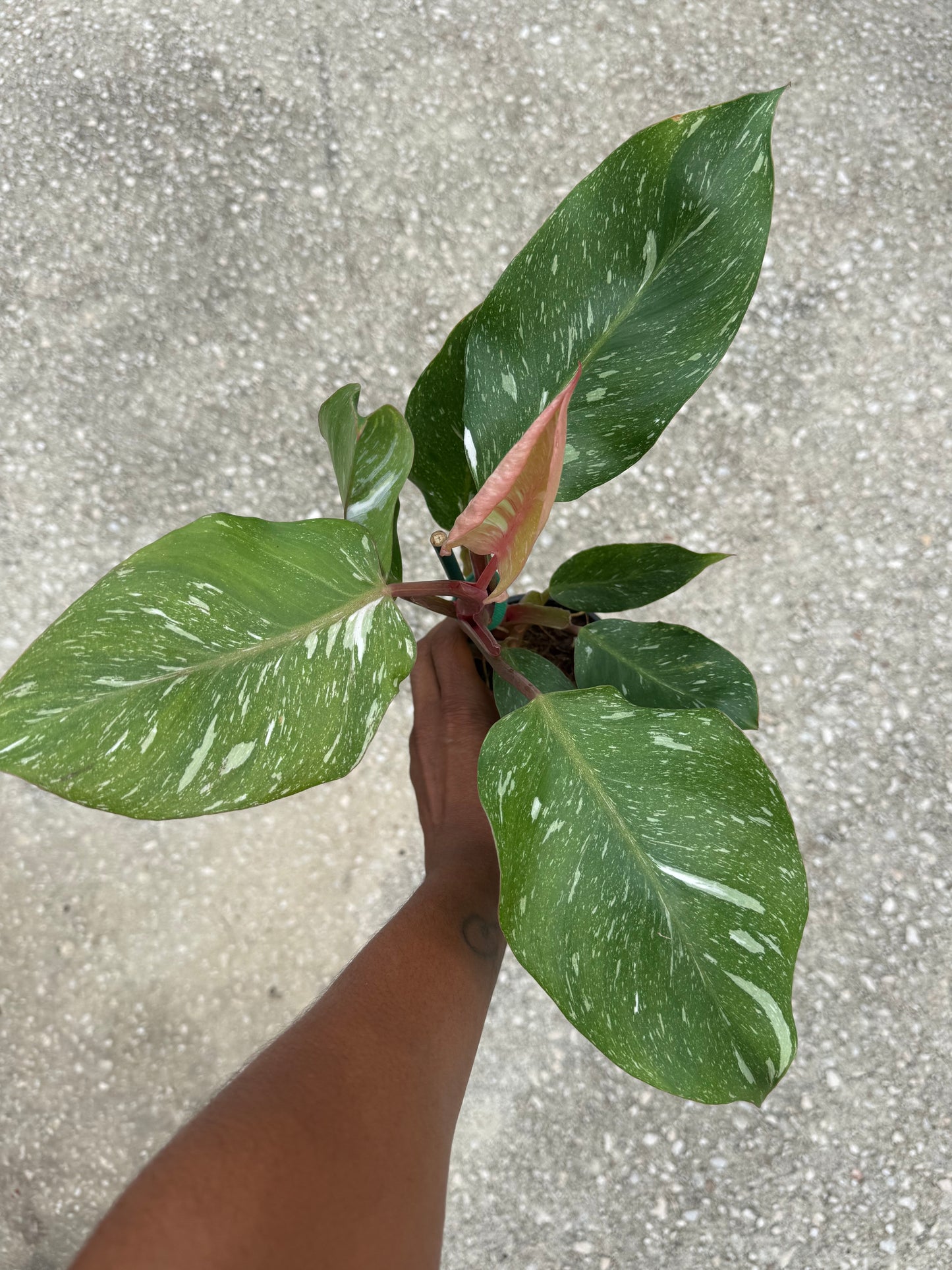 Philodendron 'White Knight' Marble King