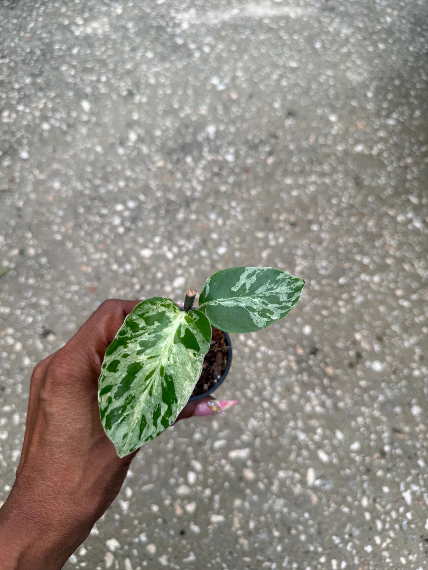 Monstera deliciosa 'Bulbasaur