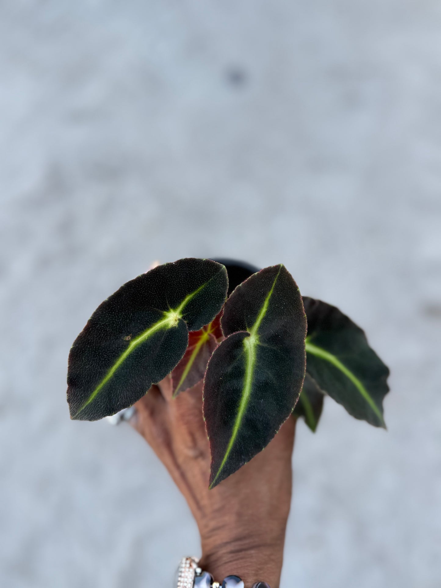 Begonia Listada