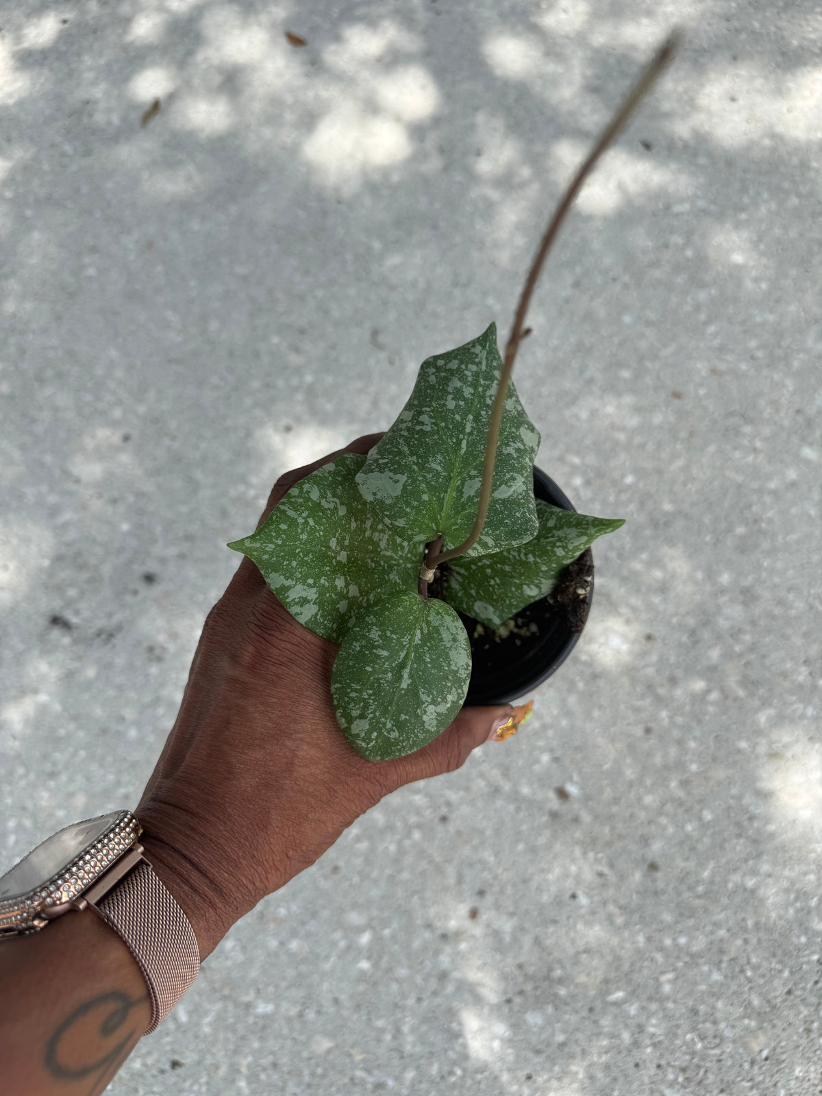 Hoya imbricata x cinnamomifolia