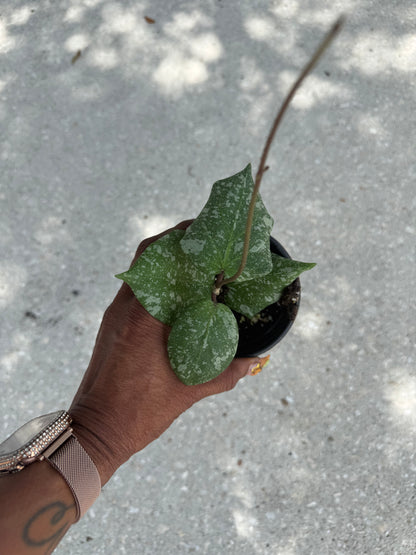 Hoya imbricata x cinnamomifolia