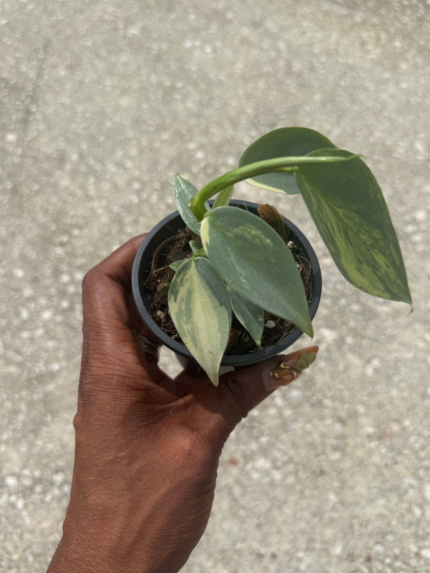 Philodendron Silver Sword Variegated