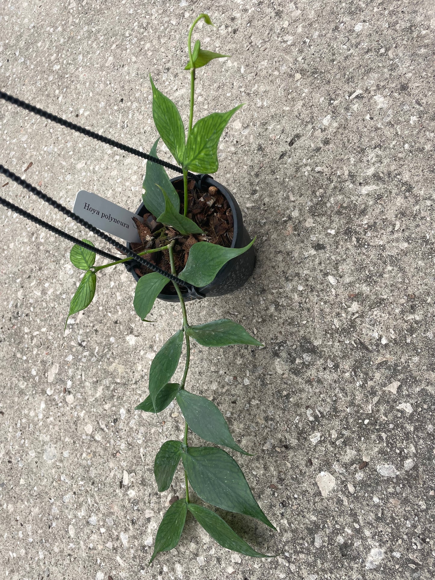 Hoya Polyneura