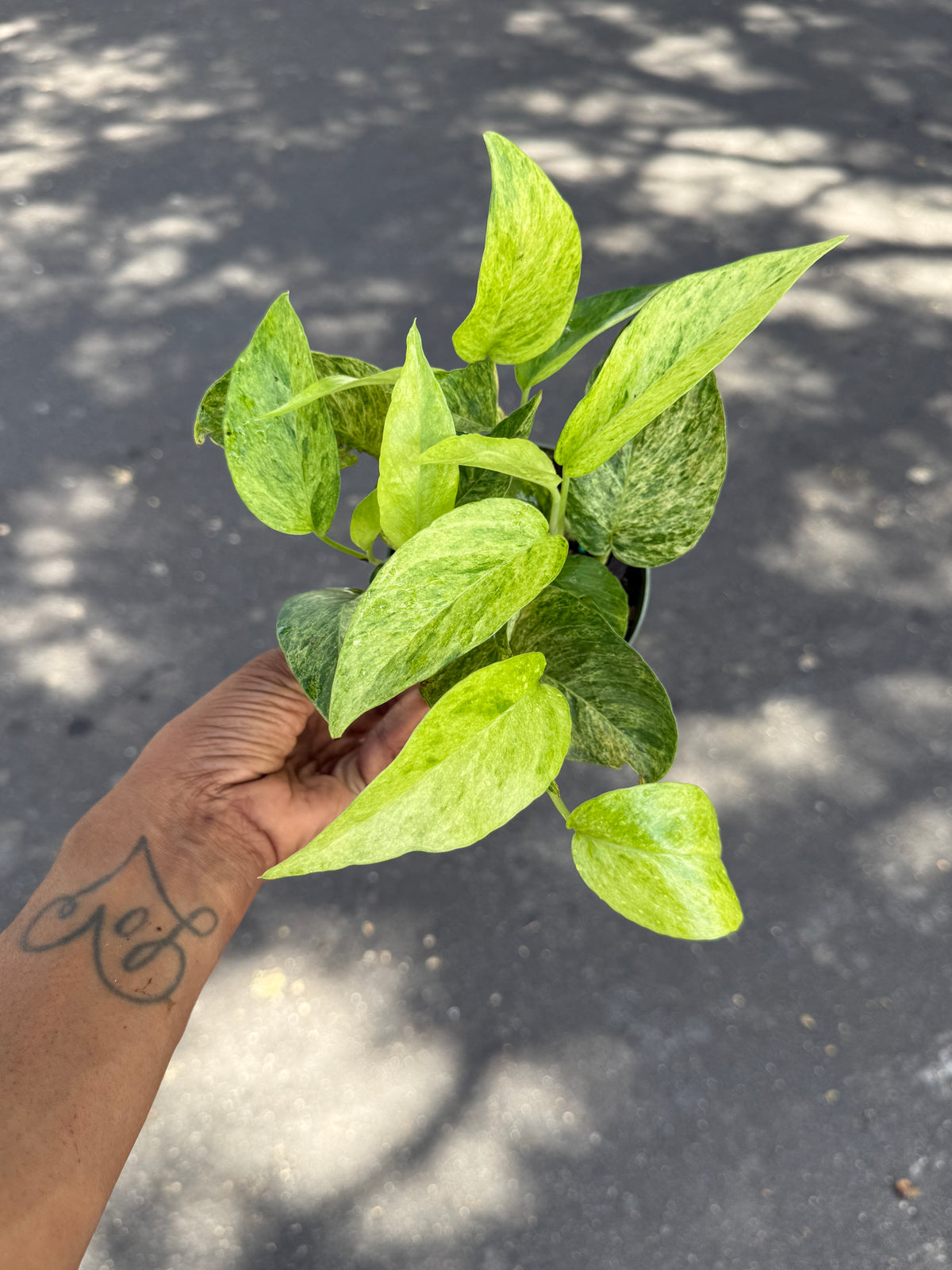Epipremnum pinnatum Jungle Mint