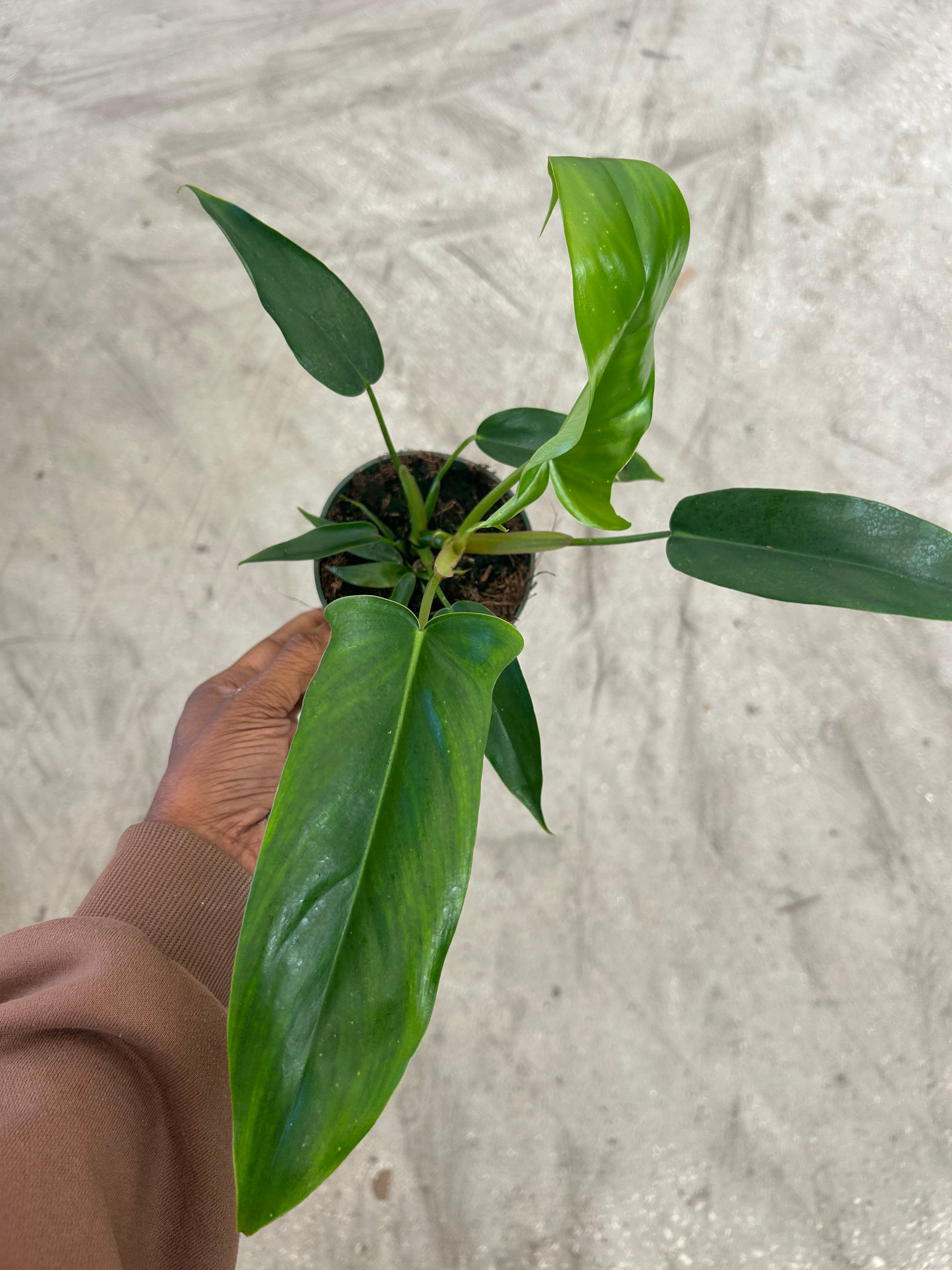 philodendron big ears 69686 Philodendron '69686' – Prop & Grow Plant Shop