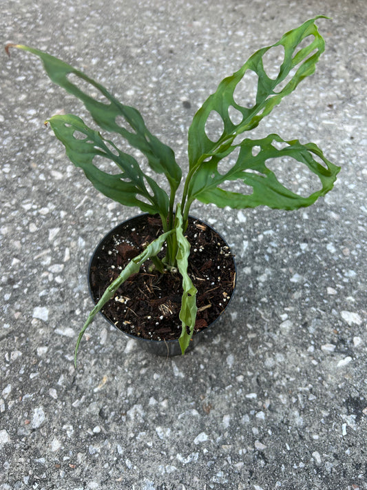 Monstera Obliqua Peru